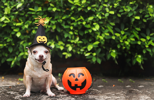 Portrait of  short hair  Chihuahua dog wearing Halloween witch hat decorated with pumpkin face and spider, sitting on cement floor in the garden  with plastic halloween pumkin basket.