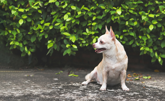 Portrait of  happy and healthy short hair  Chihuahua dog sitting on cement floor in the garden with green leaves background, smiling and looking away. Copy space.