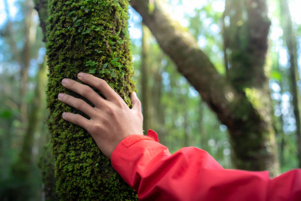 istock Touch of fresh moss in the forest, Close up hand 1679503651