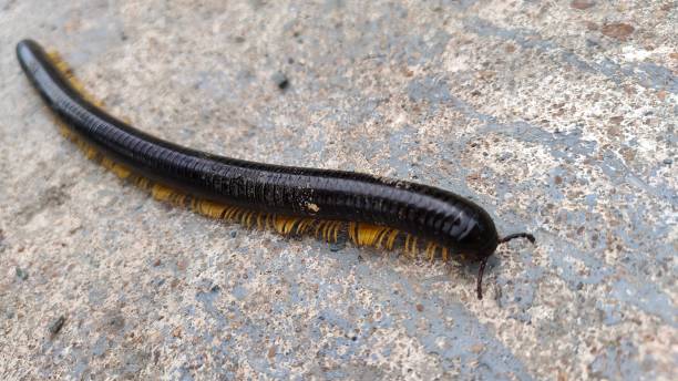 insecte mille-pattes sur le sol - centipede poisonous organism toxic substance insect photos et images de collection