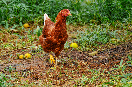 Chicken  on a fruit garden