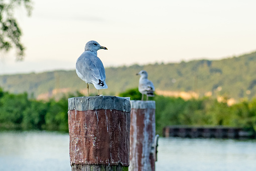 Seagull standing on a large wooden dock post at marina, port.