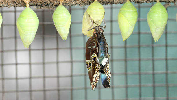 blue morpho butterfly expands its wings after emerging from its chrysalis