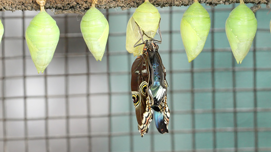 a blue morpho butterfly expands its wings after emerging from its chrysalis in a butterfly house in costa rica