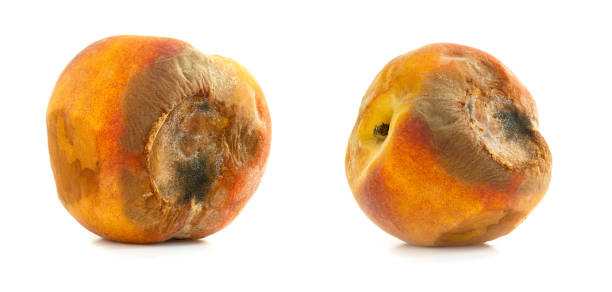istock A rotten peach isolated on a white background 1679582998
