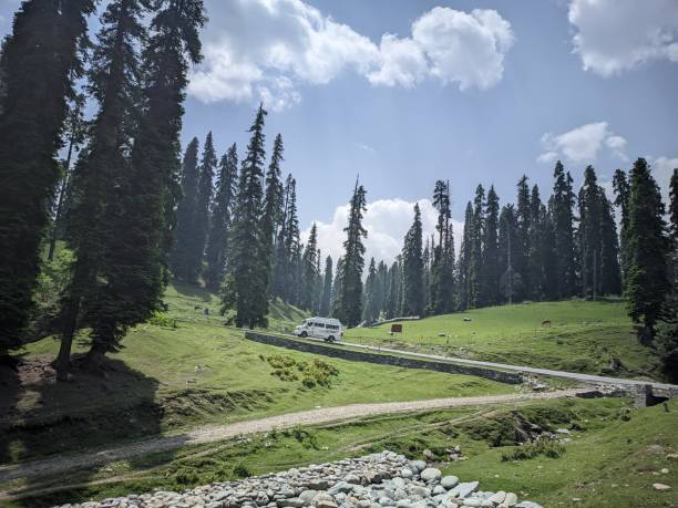 istock Amazing Forest Photography 1679586339
