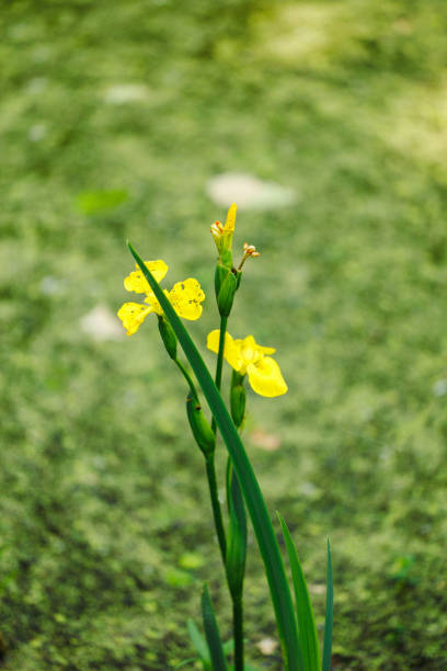 Yellow Iris pseudacorus, yellow flag, yellow iris, water flag blossoming growing on shore of green pond swamp. Spring, nature, gardening, horticulture. Blurred background. Selective focus. Vertical.