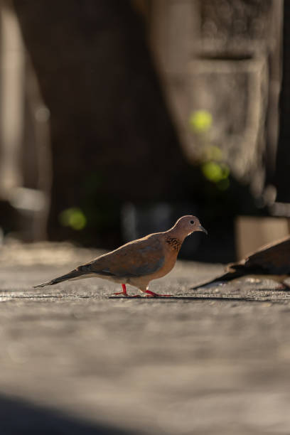 A serene moment captured in the urban landscape as a pigeon perches gracefully on a rope under the clear, sunny sky