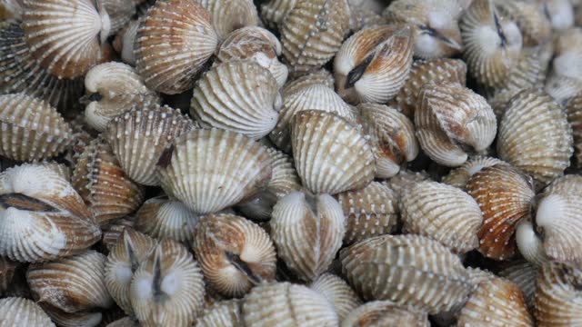 Blood clams for sale at Pattaya fish market Thailand
