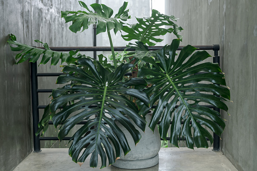 Monstera plant indoor on wall background. The concept of minimalism. Hipster scandinavian style room interior.