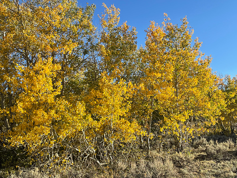 Golden aspens in Hope Valley during autumn