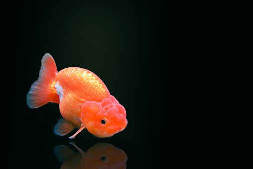 Goldfish isolated on black background with shadow wallpaper