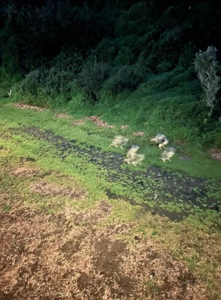 une photographie d’un groupe de moutons paissant dans un champ, des volcans dans l’herbe et l’eau sont visibles depuis un avion. - field event photos et images de collection
