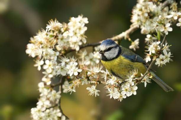 istock Blue tit (Cyanistes caeruleus) perched atop a blooming branch of a hawthorn tree 1679615845