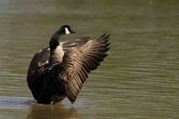 istock Beautiful Canada goose (Branta canadensis) taking a leisurely swim in a tranquil lake 1679615871