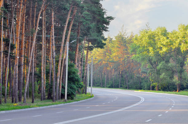 istock Asphalt highway with white markings in a pine forest, turn left 1679642504