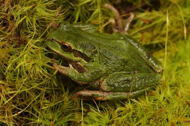 крупный план милой зеленой тихоокеанской древесной лягушки pseudacris regilla, сидящей на мху на севере орегона - herpetology close up california tree стоковые фото и изображения