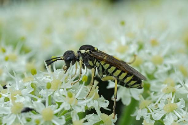 istock Closeup on a sawfly from the Tenthredo arcuata complex on a white Hogweed, Heracleum sphondylium 1679663516