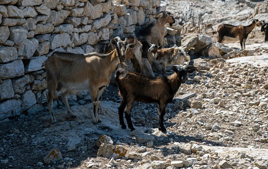 A herd of brown goats walking on a barren land