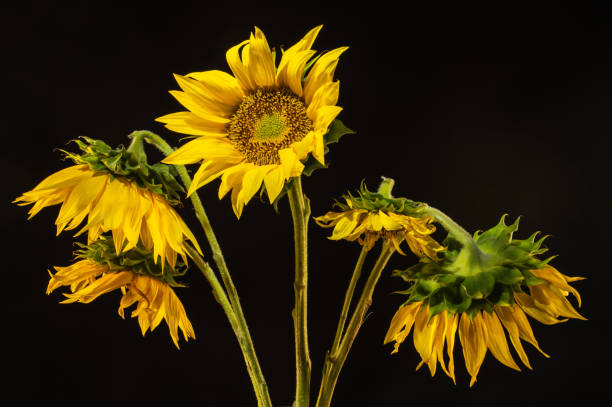 istock Yellow Sunflower on the dark background 1679676490