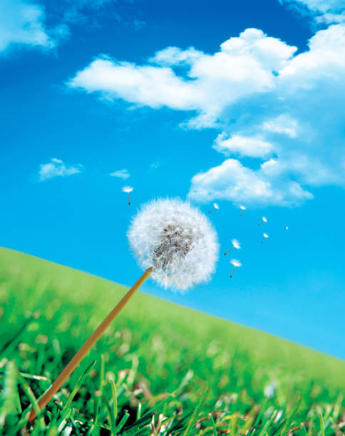 istock Dandelion seeds blowing away across a fresh green background 1679683476