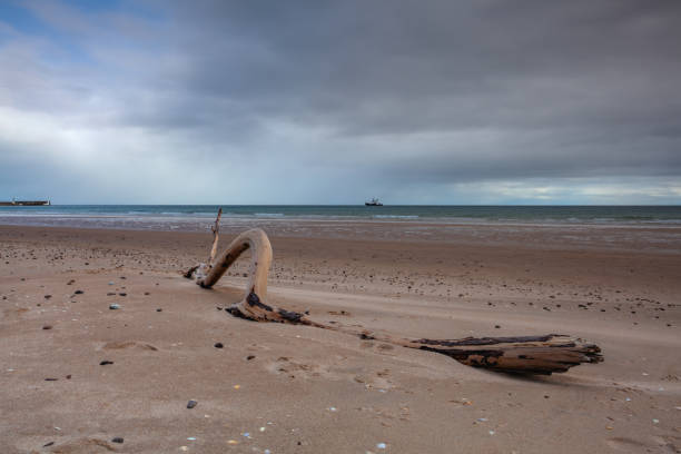 Old driftwood log on the beach sand, toned