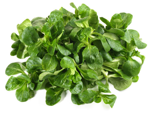istock Lambs Salad on White - Isolated 1679720555