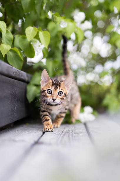 Portrait of a purebred Bengal kitten outdoors walking towards the viewer. The kitten is surrounded by greenery. Vertical view with copy space, room for text.