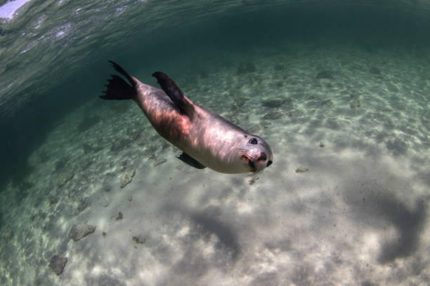 istock Australian Sea Lion 1679724843