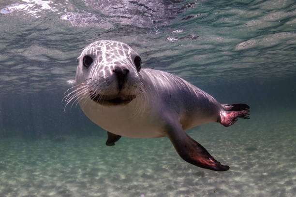 istock Australian Sea Lion 1679725360