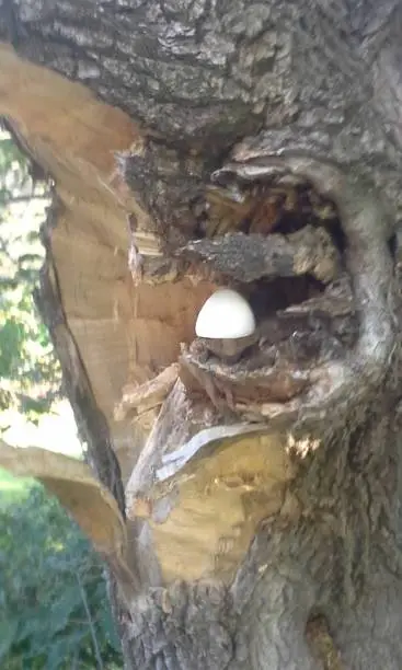 Perfect single mushroom in tree