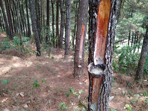 There is a lot of pine tree sap in the forest