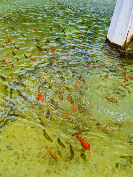 istock Little fishes 1679730133