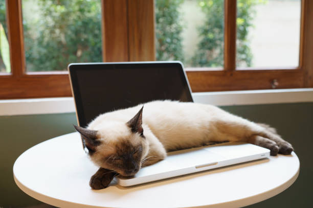 istock Cat on laptop working from home with cat. cat asleep on laptop keyboard assistant cat working at Laptop. 1679740121