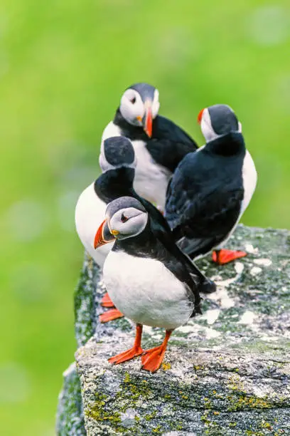 Atlantic puffins on a rock at the coast