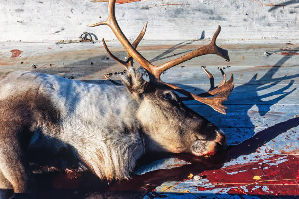 istock Dead reindeer on a car trailer 1679740787