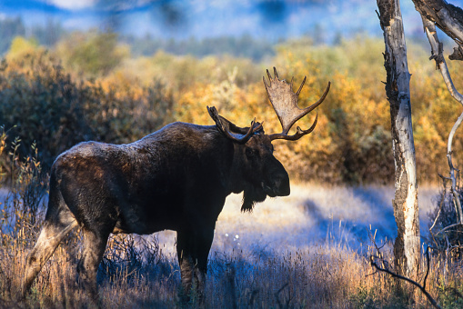 Moose bull in a frosted autumn landscape