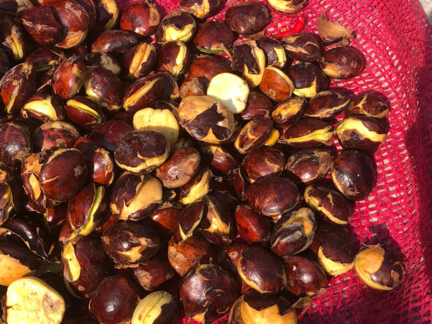 istock Jengkol, a Valuable Plant Native to Indonesia 1679758188