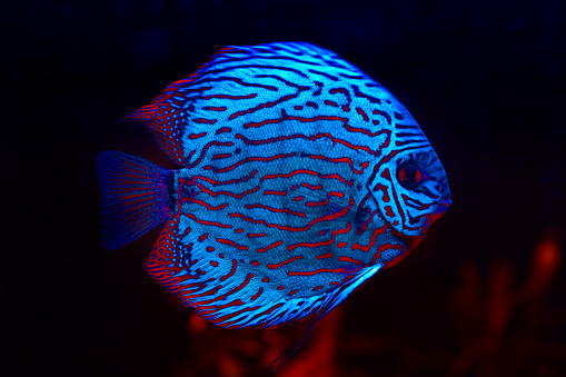Discus tropical fish in the aquarium . Fish in deep water
