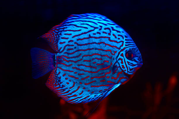 Discus tropical fish Discus tropical fish in the aquarium . Fish in deep water discus fish stock pictures, royalty-free photos & images