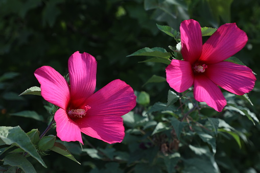 Hibiscus syriacus or Chinese hibiscus