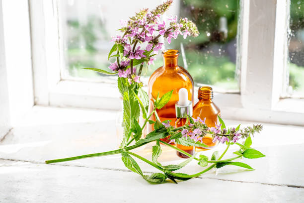 istock Bouquet Stachys palustris, marsh woundwort, clown's woundwort, clown's heal-all, marsh hedgenettle, or hedge-nettle on windowsill old window. Cosmetic and apothecary bottles near tmedicinal herb 1679762005
