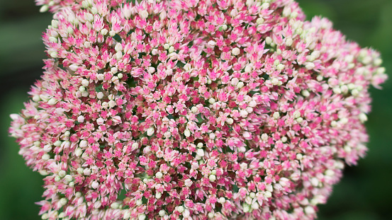 Red clover with red field in backgrounds