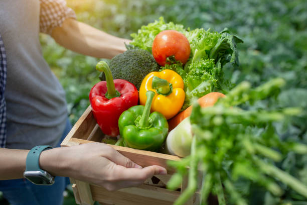 istock Farmer holding fresh vegetables in a basket. 1679774595