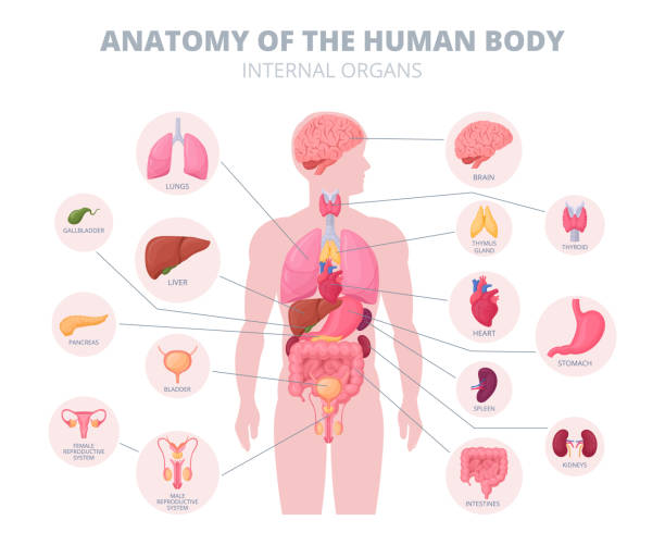 istock Cartoon internal organs infographic. Human body anatomy, digestive and reproductive system medical scheme flat vector illustration. Anatomy structure 1679780153