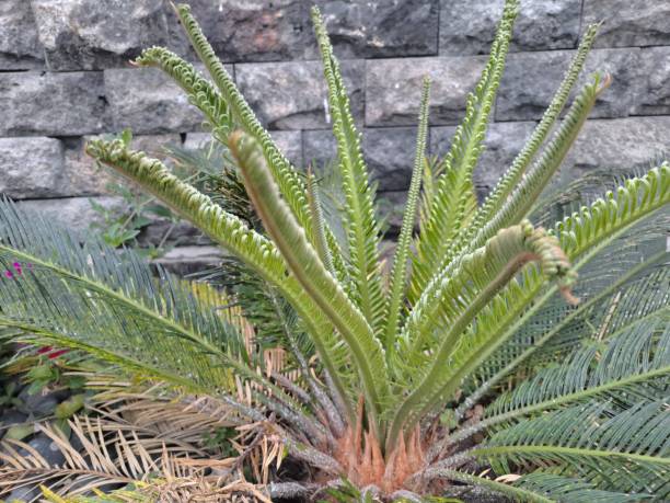istock Cycas plant or sago plants bud cones converting into new leafs 1679782310