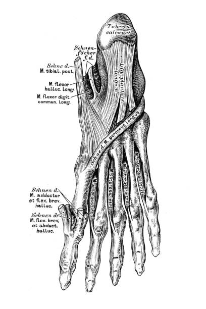 istock The muscles on the plantar side of the foot 1679800866