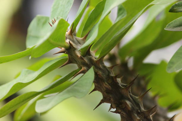 istock Flowers with stems that have many thorns 1679826985