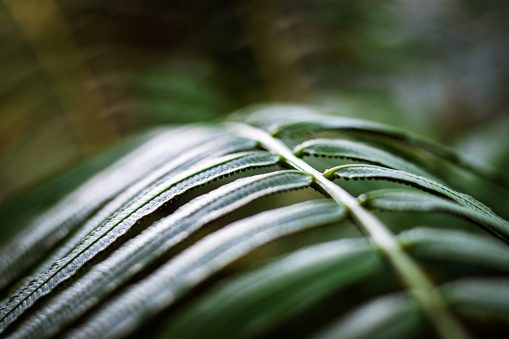 A native New Zealand fern which is often found in New Zealand parks and rain forests.