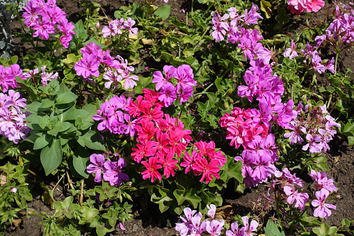 Top view of flowers of ivy-leaved pelargonium in shades of pink in July